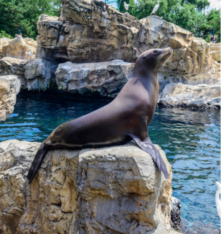 Sea Lion High: The New Class