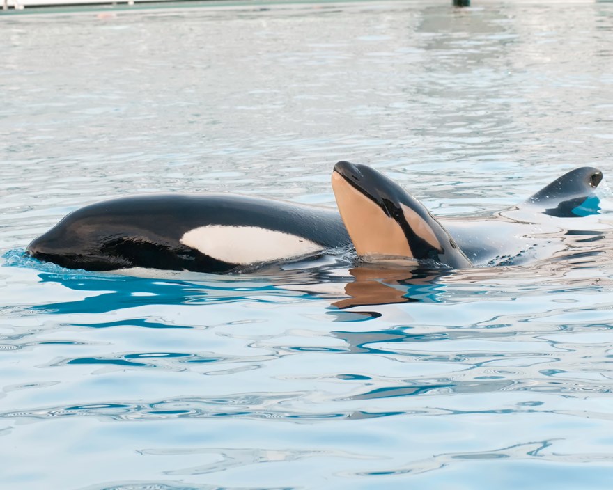 Baby Killer Whale Born At SeaWorld San Diego - Florida Parks