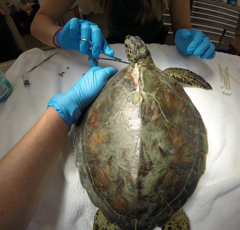 Common Household Items Used To Repair Rescued Sea Turtle’s Shell ...