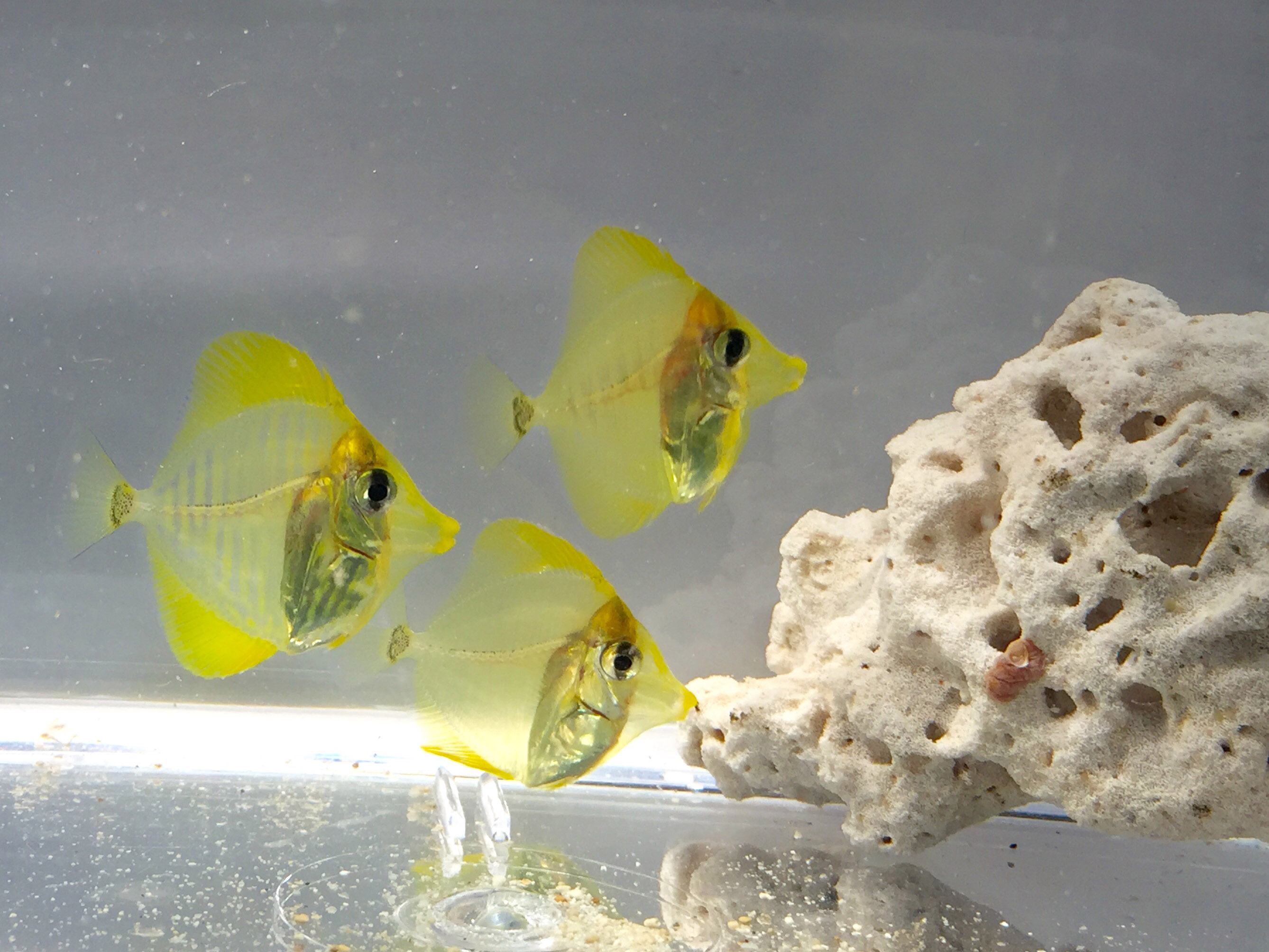 Breakthrough In Saltwater Fish Breeding Programme For Yellow Tang