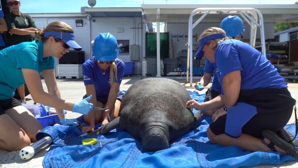 SeaWorld Rescue seeing spike in manatee rescues in toxic red tide