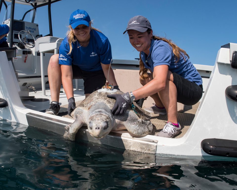 Rescued sea turtle returned to ocean after rehabilitation at SeaWorld San Diego