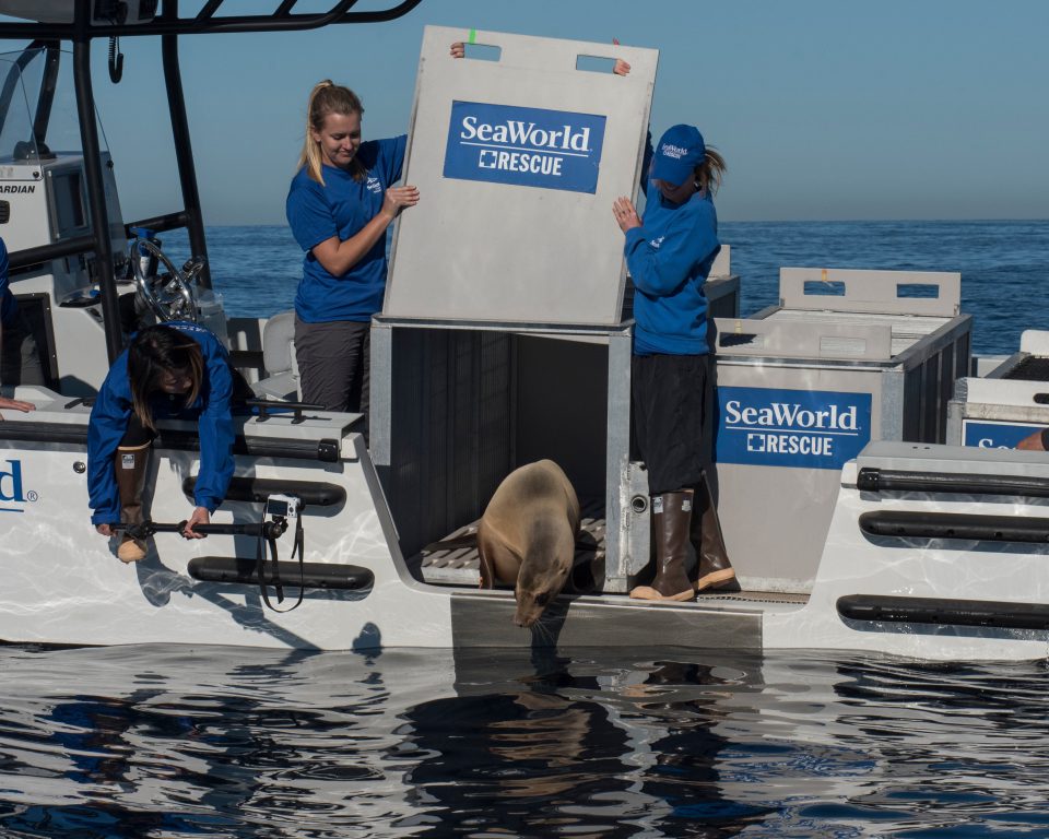 SeaWorld returns Rose the sea lion to her ocean home