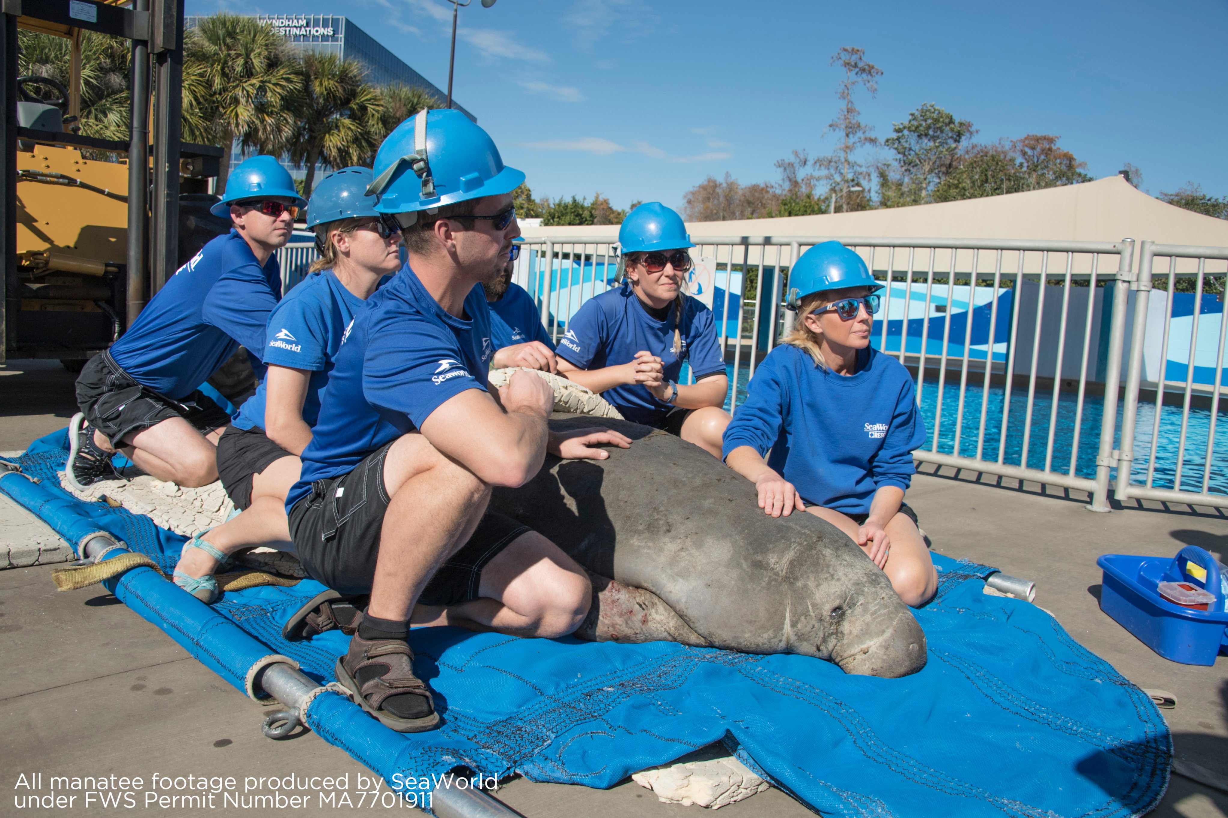 SeaWorld Orlando’s First Cold Stressed Manatee Of The Year Arrives