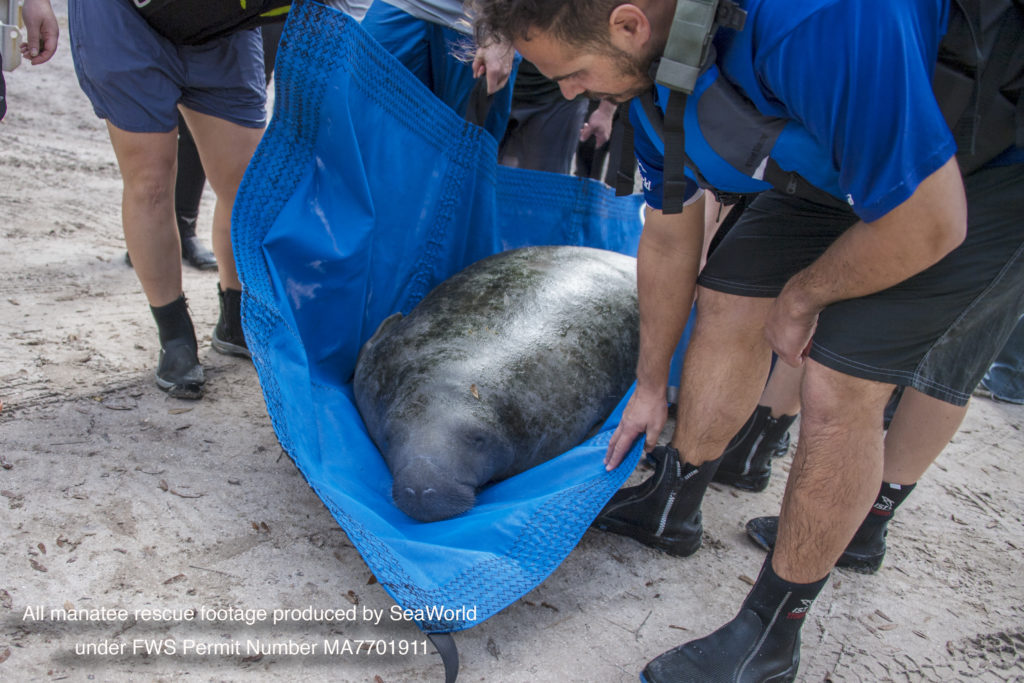 SeaWorld Provides Essential Role in Manatee Preservation