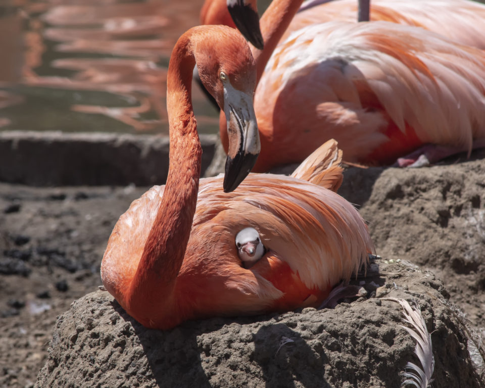 Flamboyance of flamingos born at SeaWorld San Diego