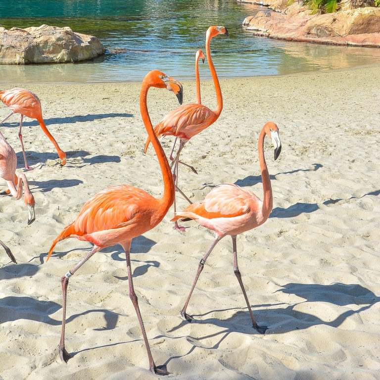 Discovery Cove announce flamboyance of flamingos