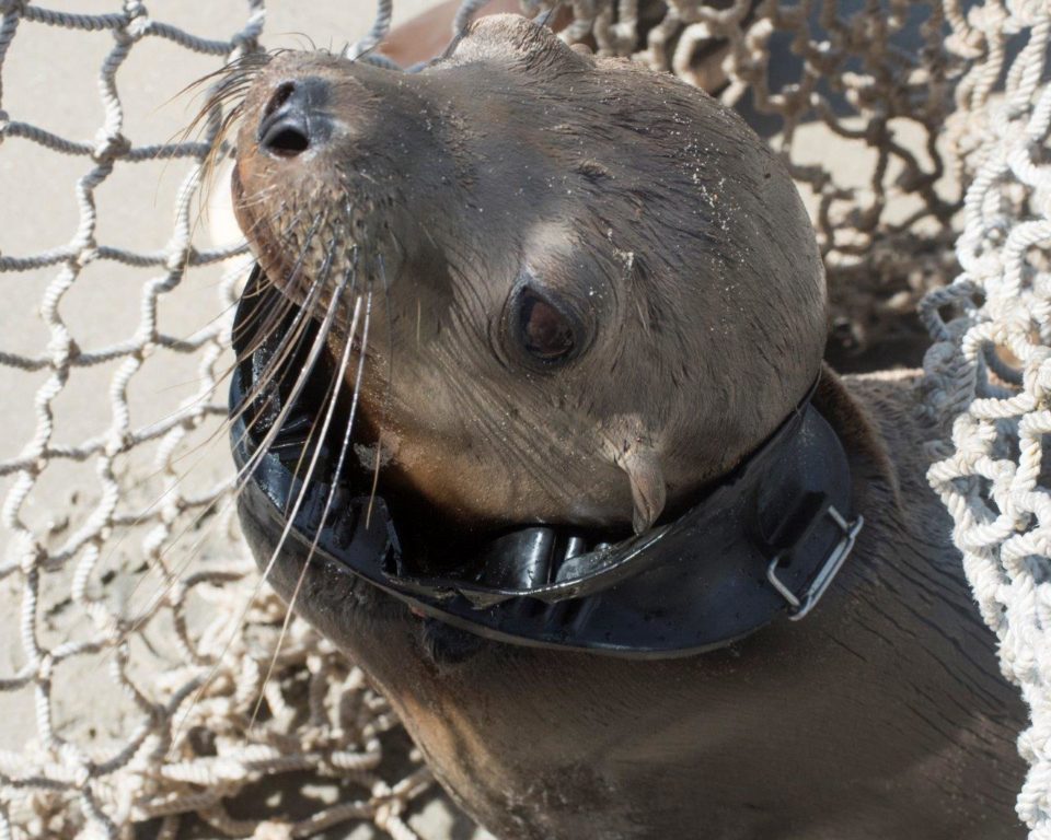 SeaWorld team rescues sea lion pup with head stuck in diver's swim mask