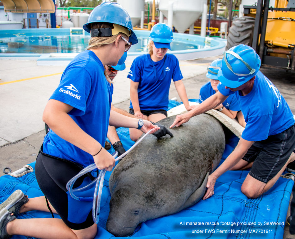 SeaWorld Announces its 36,000th Animal Rescue