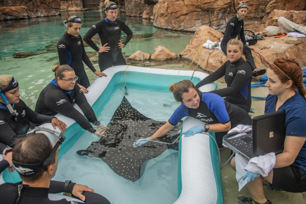 Discovery Cove announces birth of spotted eagle ray pups