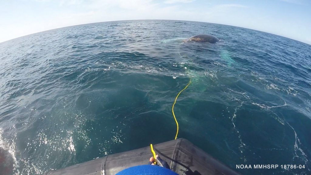 SeaWorld frees humpback whale entangled in fishing gear