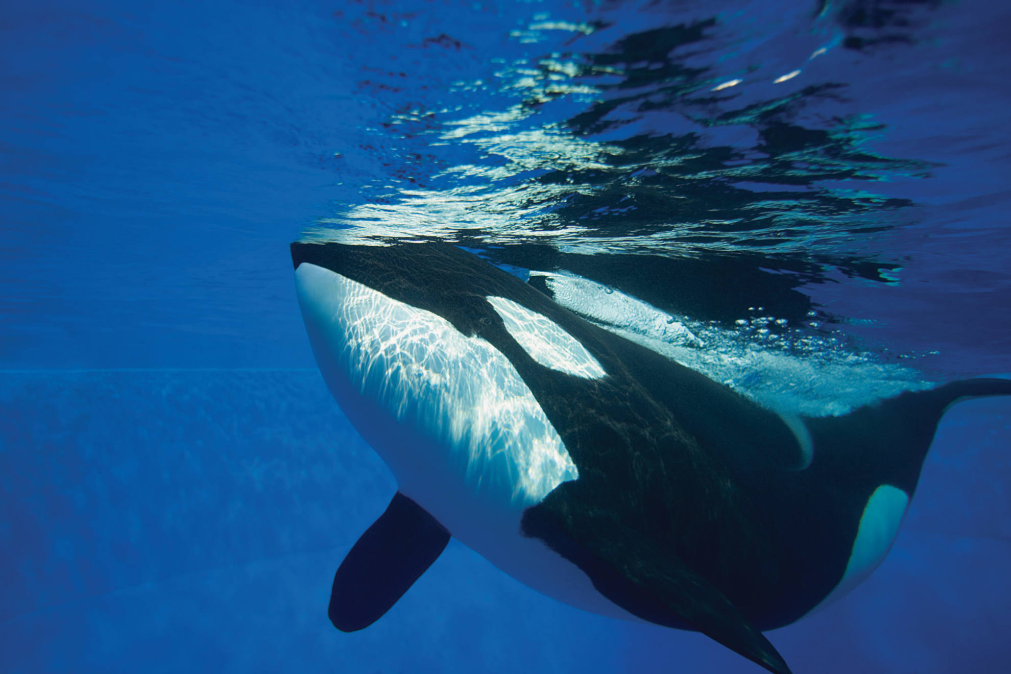 Orca Encounter