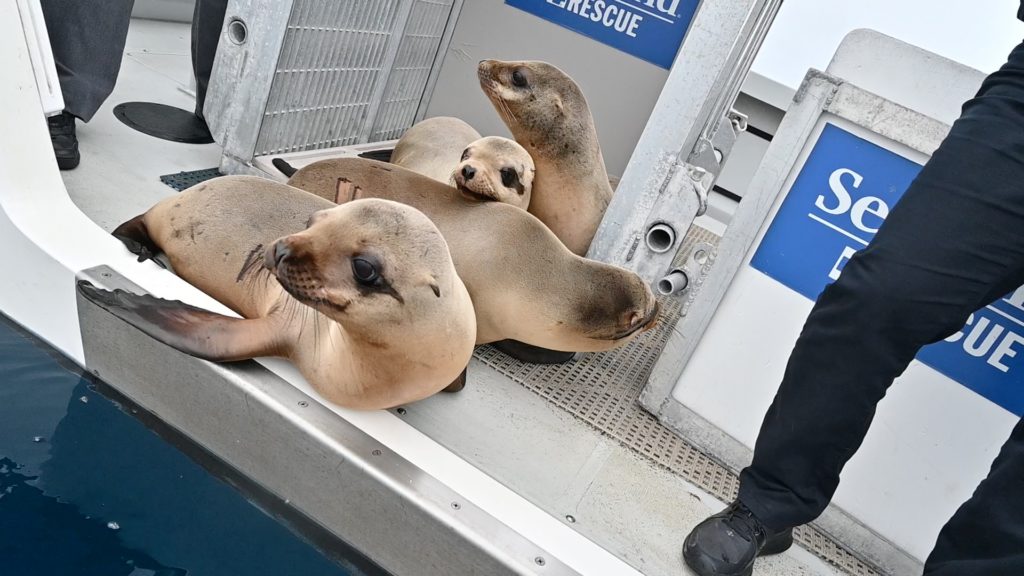 Rescued malnourished sea lion pups returned to the ocean