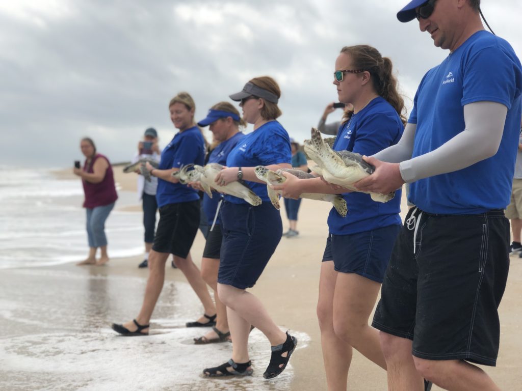 Fifteen rehabilitated sea turtles returned to the Atlantic ocean