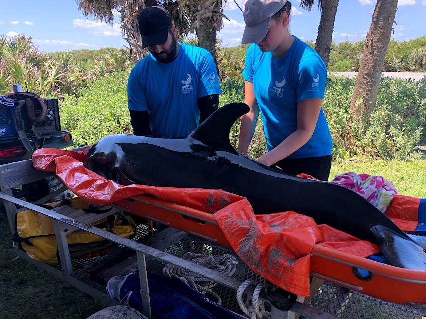 SeaWorld Rescued and Rehabilitated Dolphin and Sea Turtle Transferred