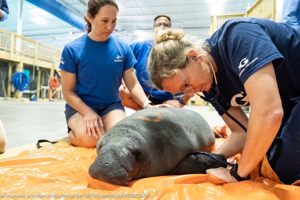 SeaWorld Rescue and Georgia Aquarium Expand Long-Standing Partnership