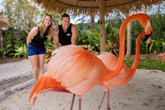 Discovery Cove Unveils All-New Flamingo Point Habitat thumbnail image